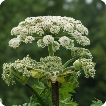 Уничтожение борщевика