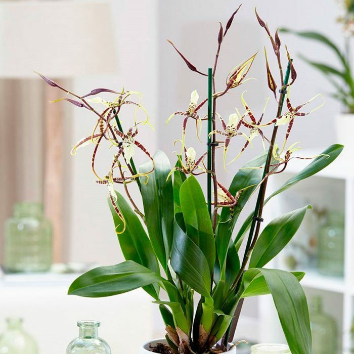 Орхидея дендробиум: особенности выращивания