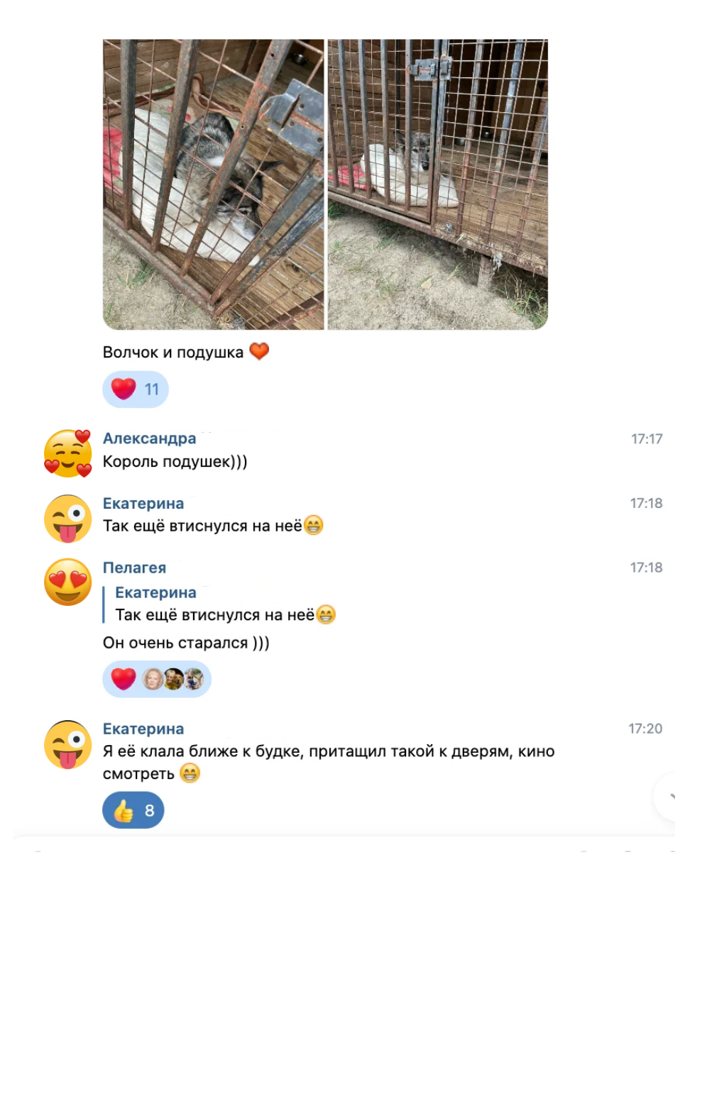 Скриншот чата волонтёров: фото Волчка на подушке с подписью «Волчок и подушка» и сообщение: «Я её клала ближе к будке, притащил такой к дверям, кино смотреть»