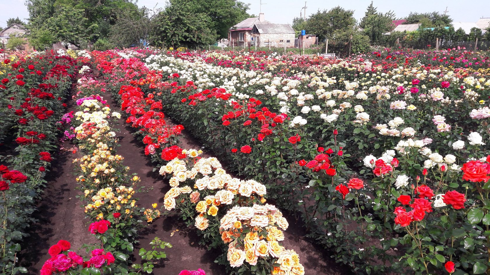 Flower-show саженцы в Ростове-на-Дону