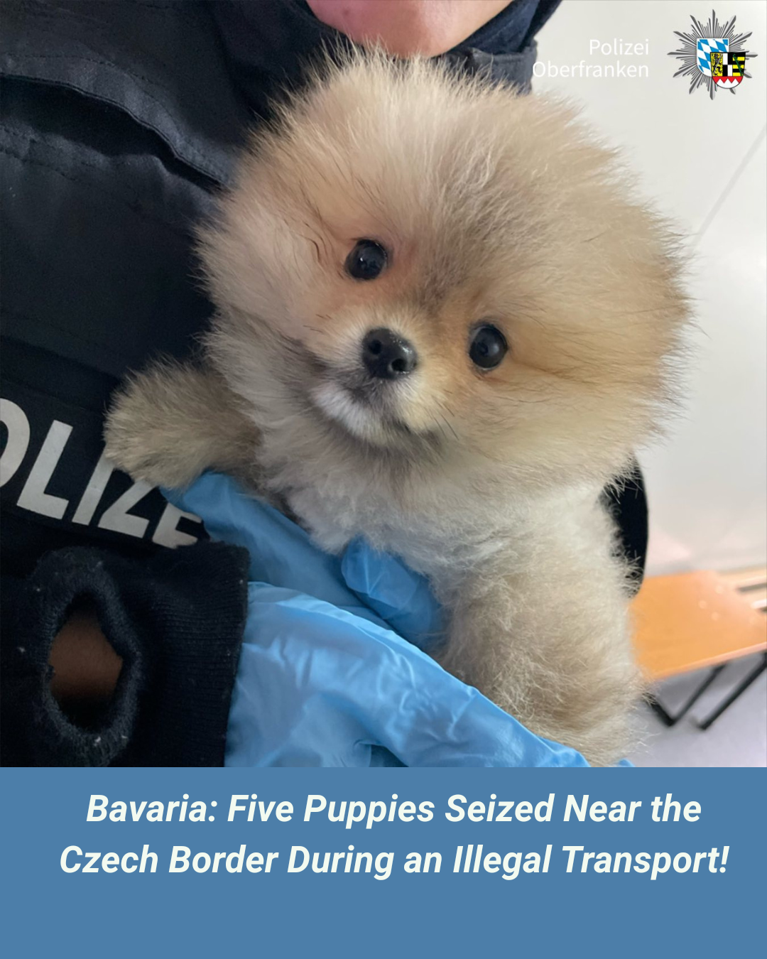 Bavarian police (Polizei Oberfranken) seized five puppies during a border inspection between Germany and the Czech Republic — photo Grenzpolizeiinspektion Selb / Facebook