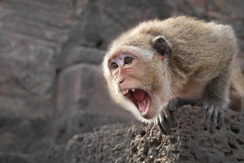 Би-би-си разоблачила глобальную сеть садистов, мучающих обезьян