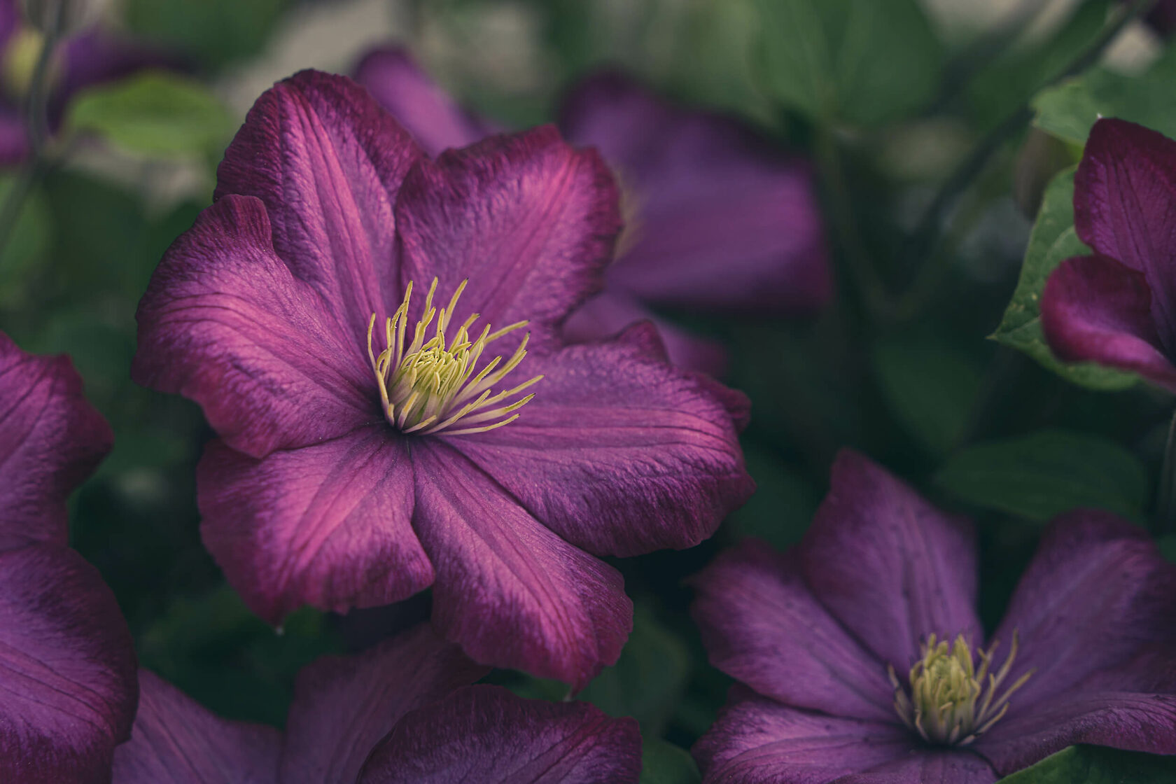 nature, photography, tayka, flowers