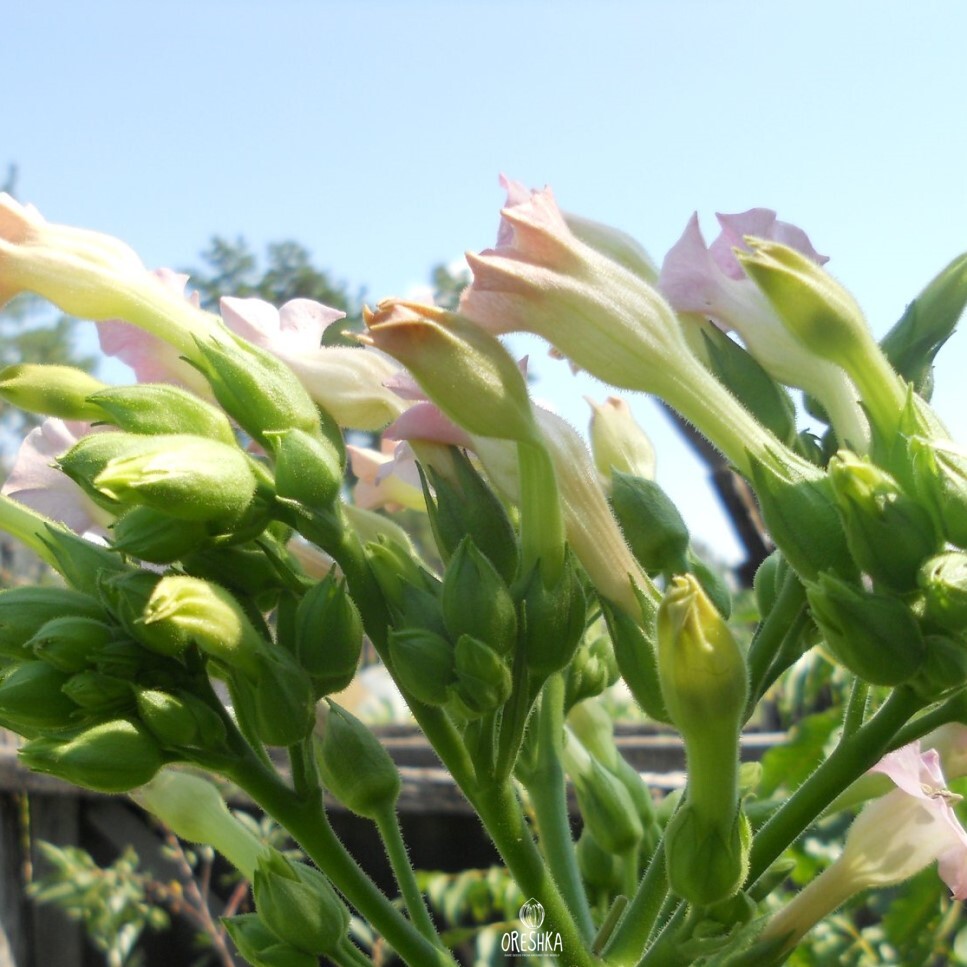 Seeds of Tobacco connecticut shade (Nicotiana tabacum) — 300 pcs