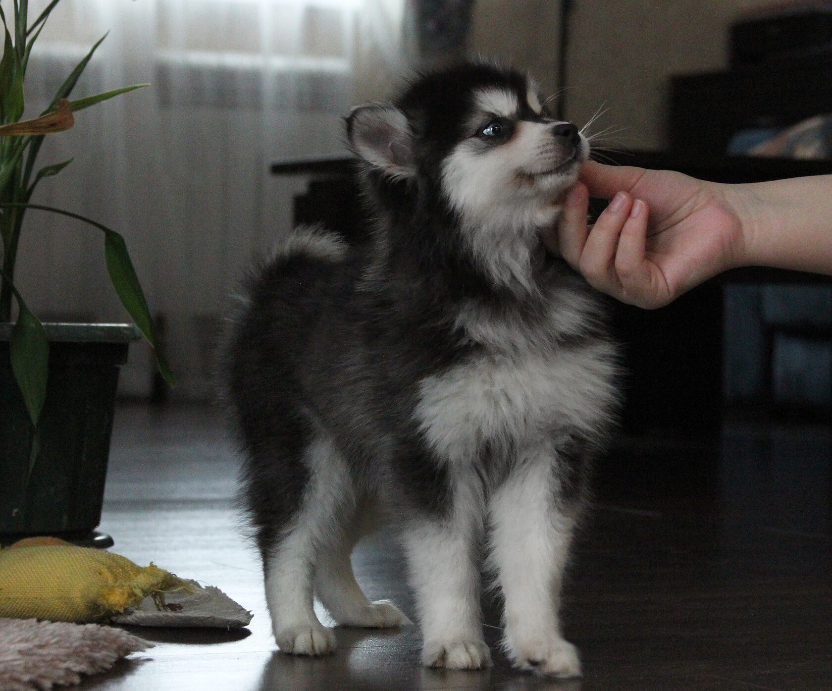 щенок кли кай мини хаски