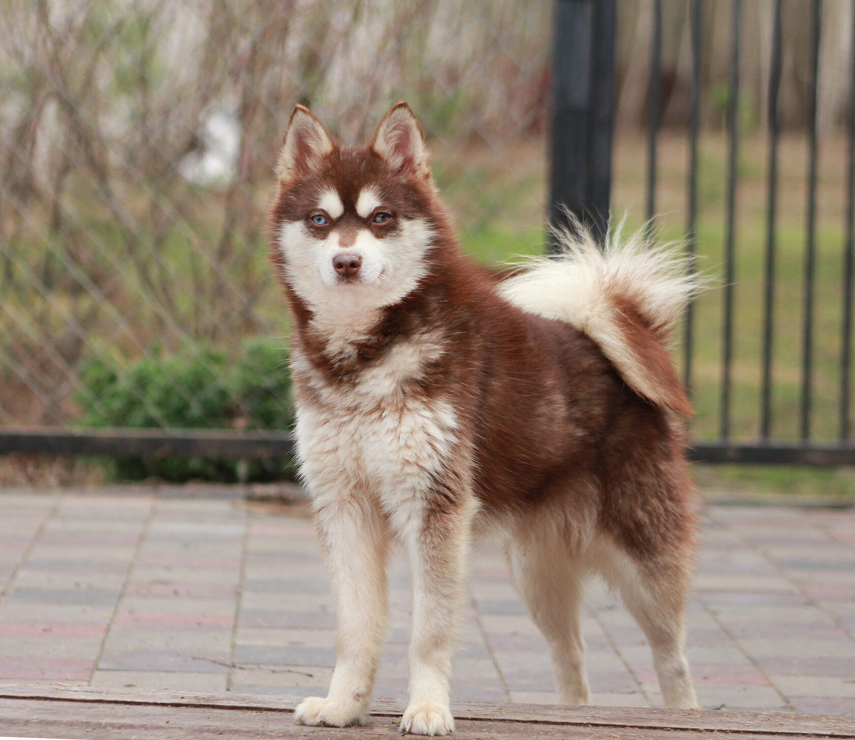 щенок кли кай мини хаски