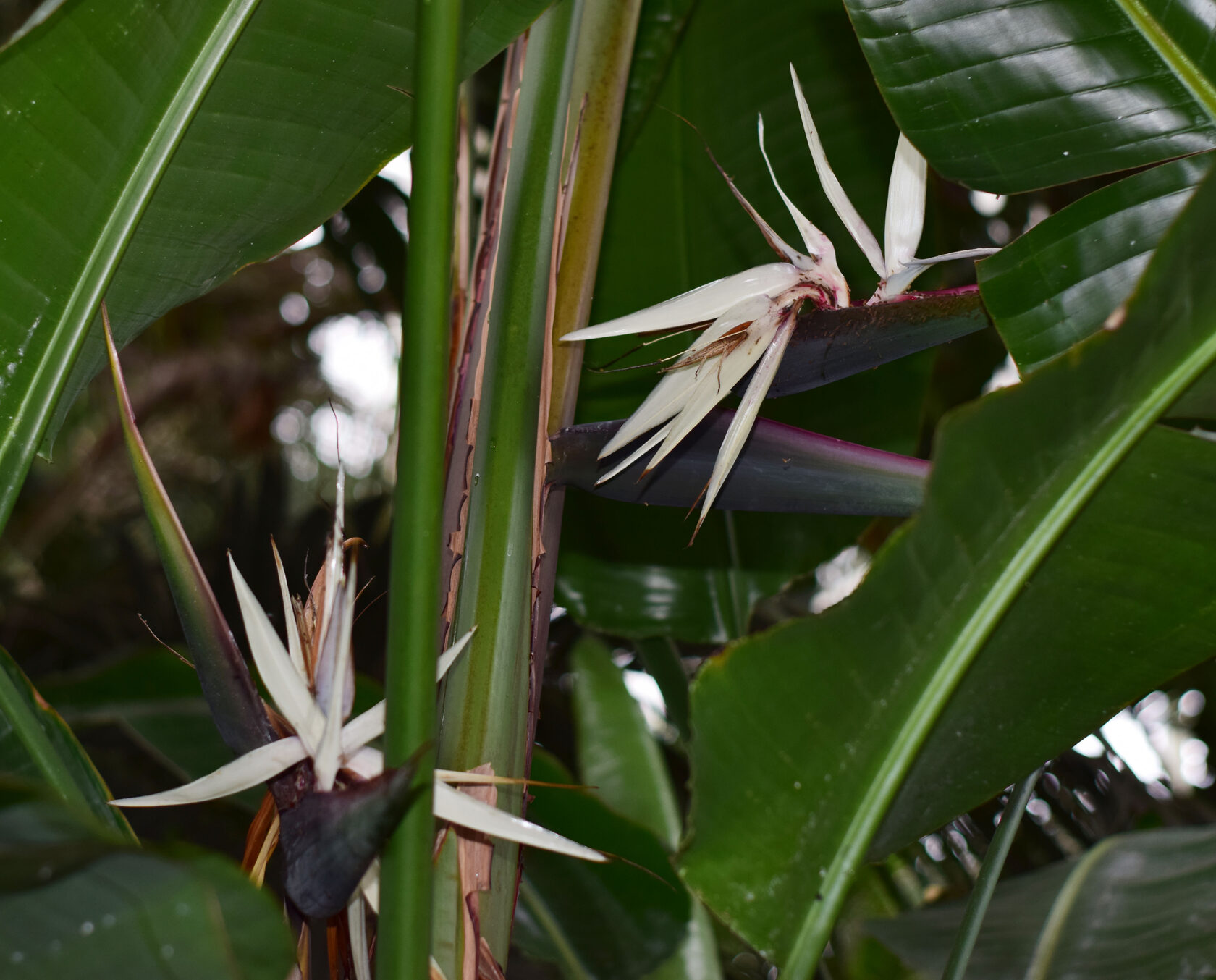 Стрелиция белая. КемГУ. Фото Журавлевой Л.В.