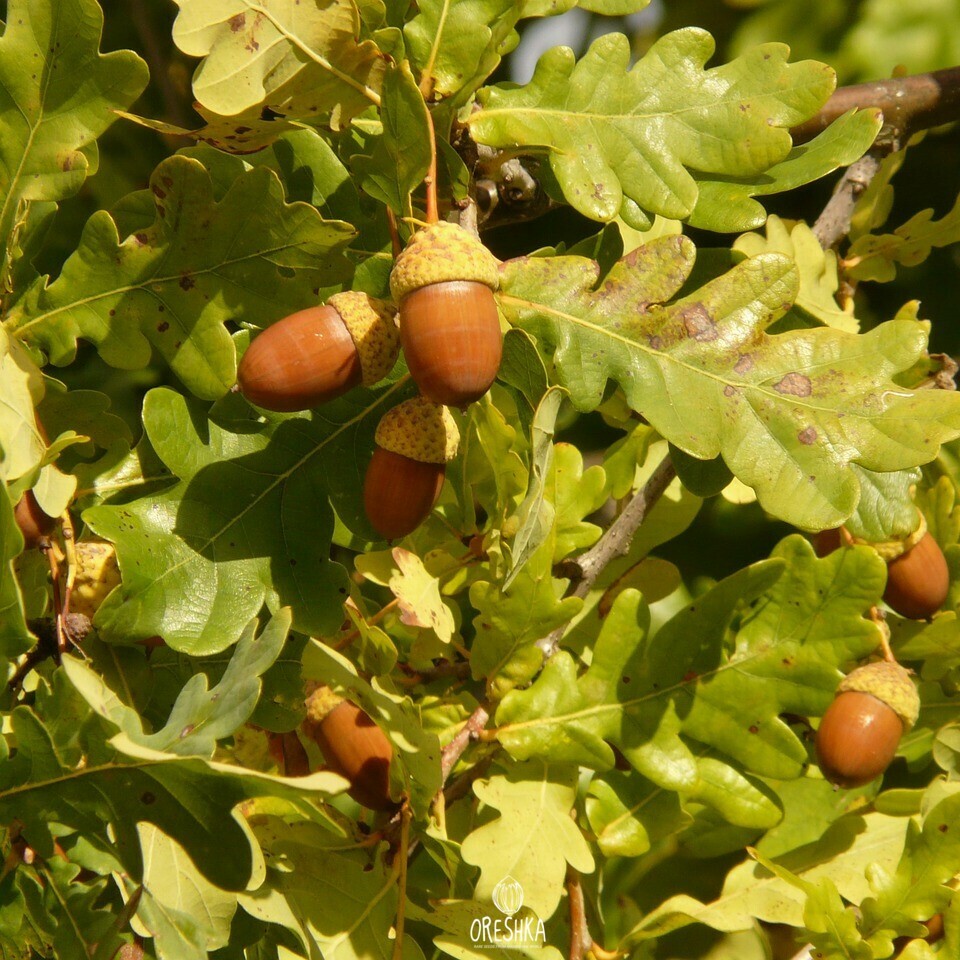English oak acorn long peduncle stalk pedunculate oak identification feature