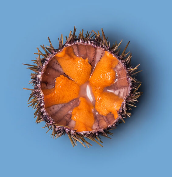 Морской ёж (ПРОСТОЙ)