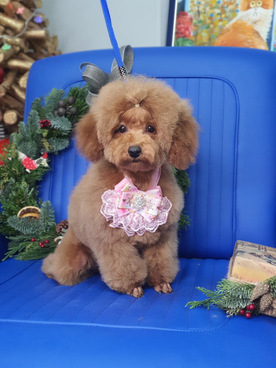 Груминг собак: что это такое, что включает, для чего нужен, где и как ...