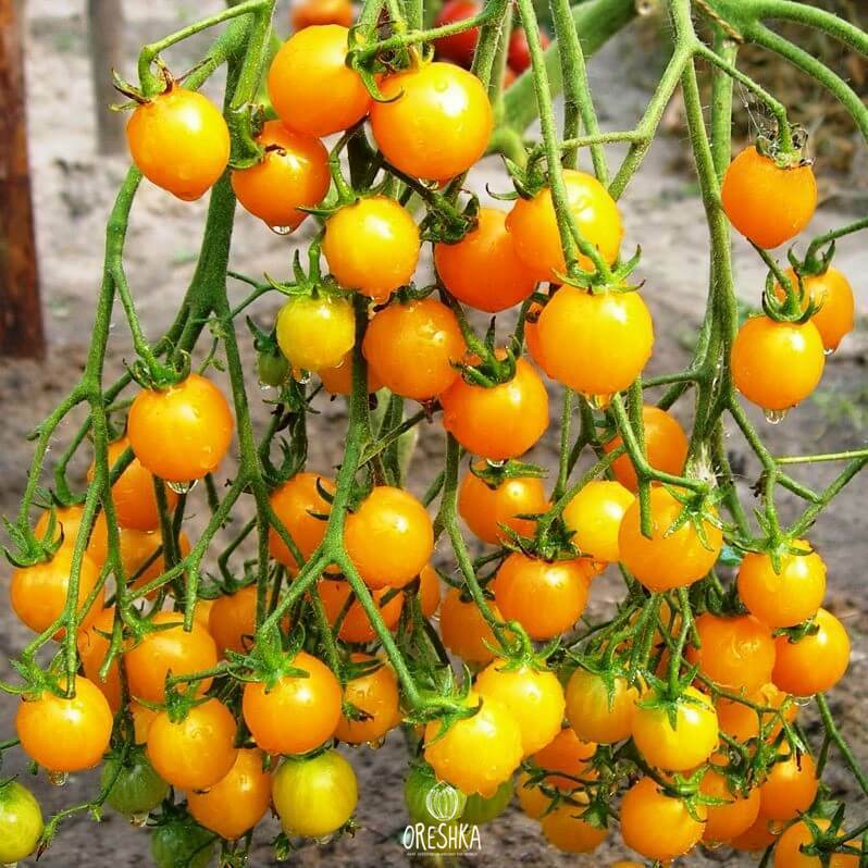 Seeds of Yellow cherry tomato (solanum lycopersicum) — 10 pcs