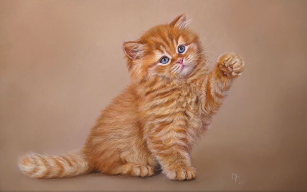 Кот Британец