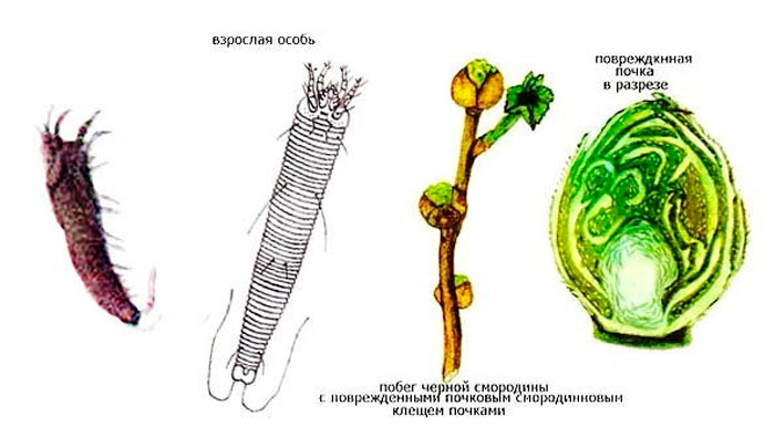 Особенности почкового клеща