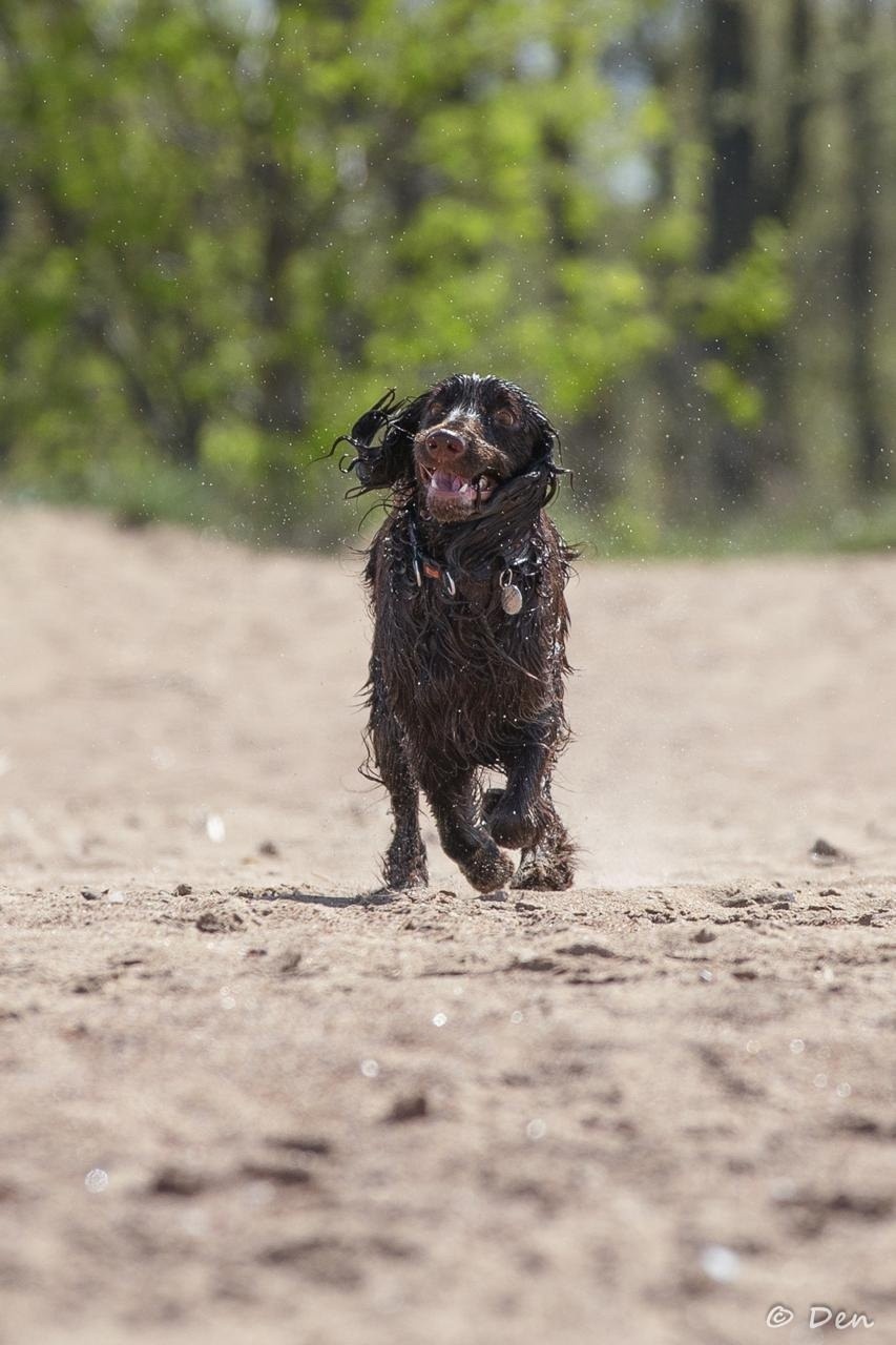веселая собака филд спаниель