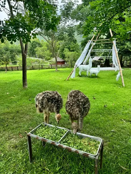 Страусы клюют зелень из лотков