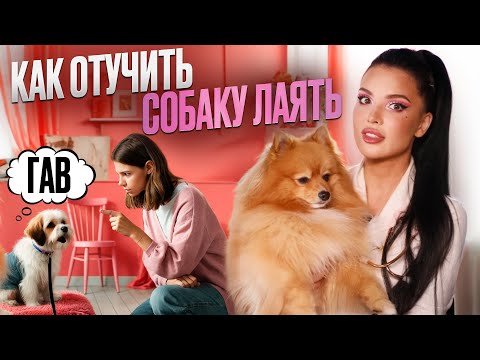 Превью видео «Как отучить собаку лаять»