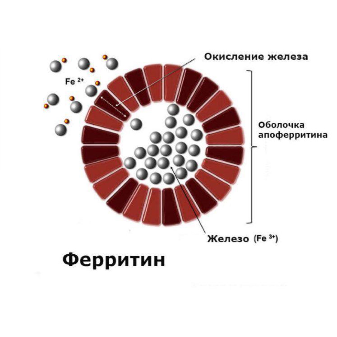 Сывороточный ферритин