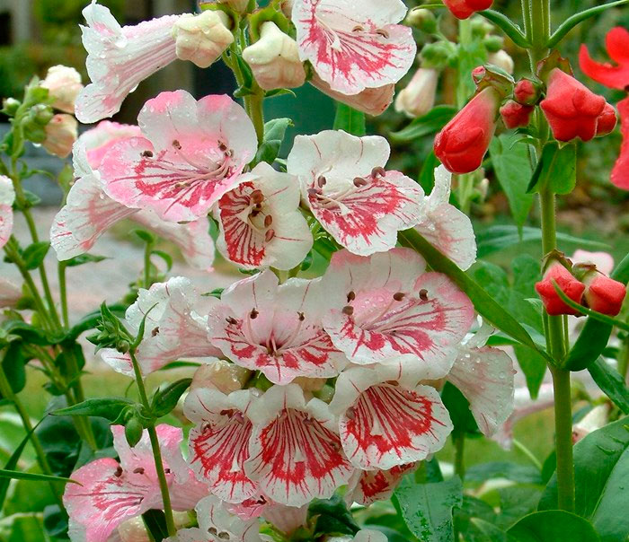 Penstemon zmrzlina