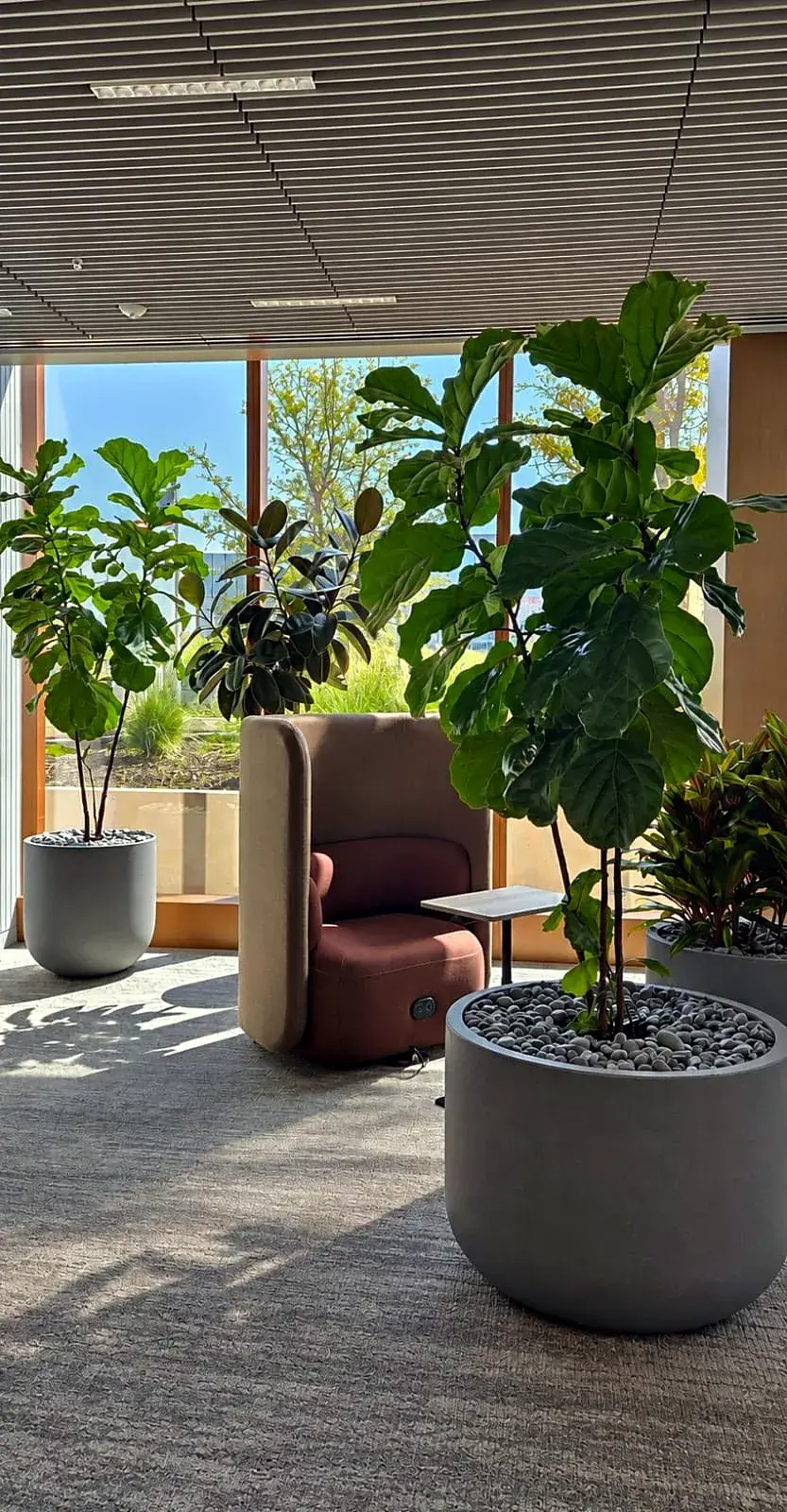 Fiddle-leaf figs and a rubber tree by floor-to-ceiling windows beside a lounge chair