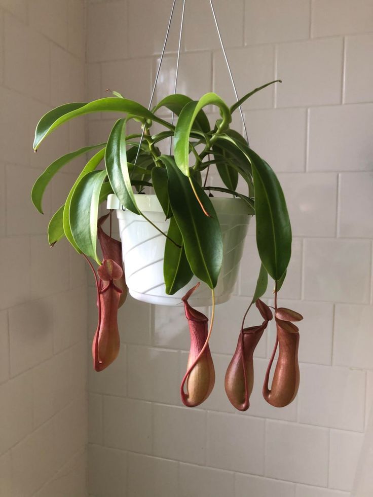 Potted plant on wooden shelf
