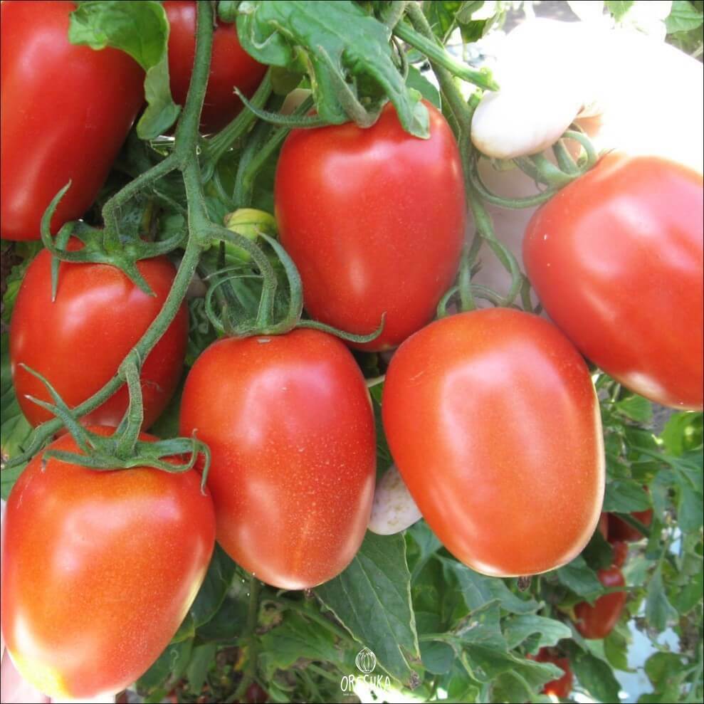 Seeds of Roma tomato (solanum lycopersicum) — 10 pcs
