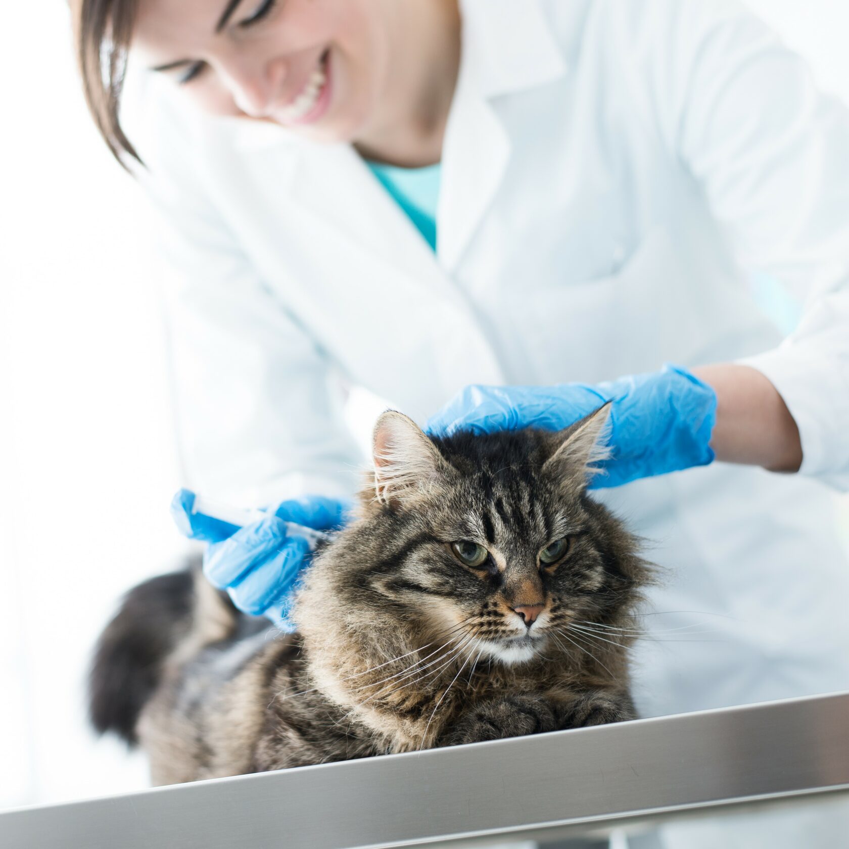 Благотворительный фонд поможи животных, помощь животным, взять кошку из приюта, взять собаку из приюта