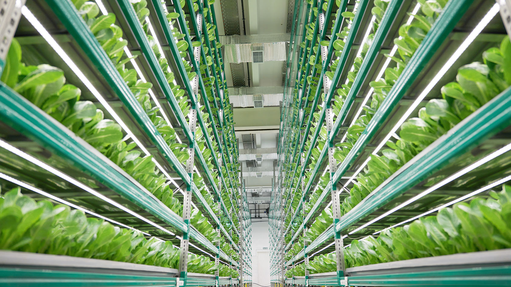 Vertical Farming Costs 2023 Setup And Operating Costs