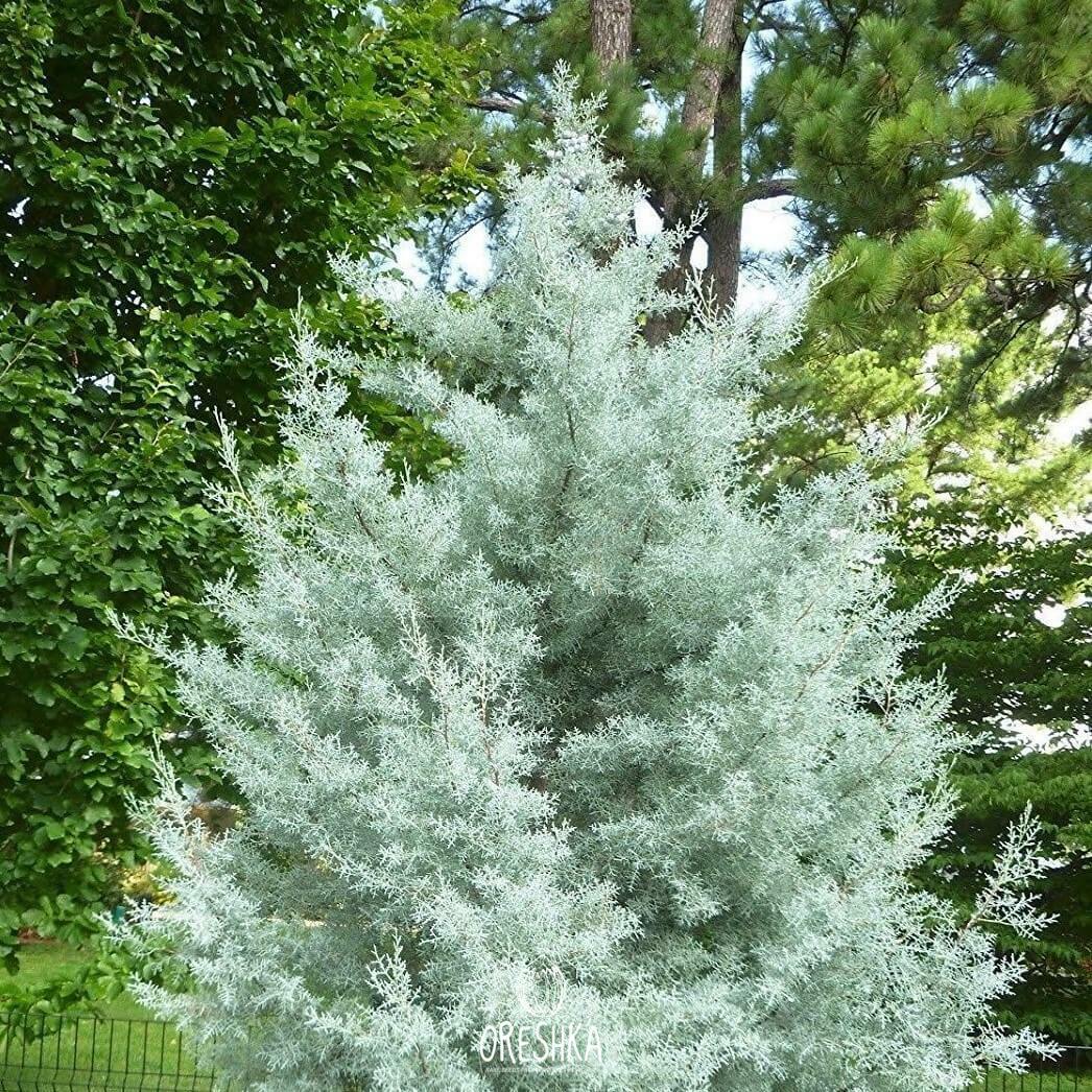 Seeds of Cypress (Cupressus) — 30 pcs