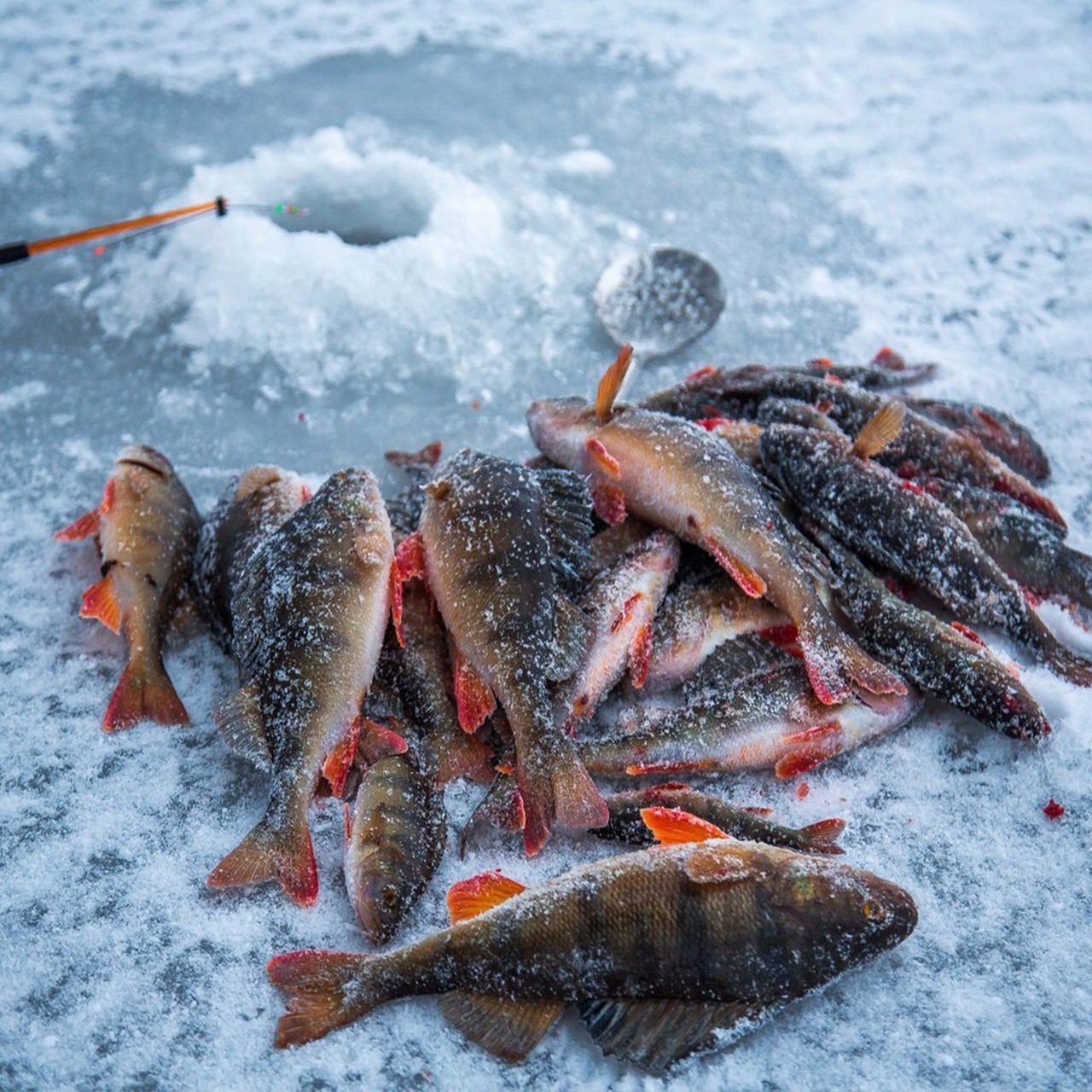 Большой улов 2023. Чебак Иссык-Кульский. Рыбалка зимой. Зимняя рыбалка улов. Зимний окунь.