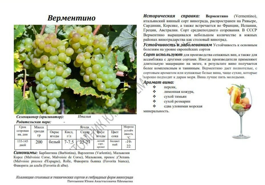 Сколько сортов винограда есть. Технические сорта винограда. нормировка винограда технических сортов.