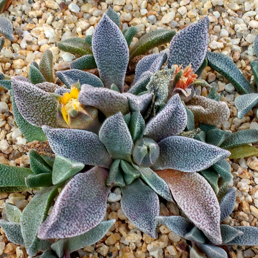 Aloinopsis luckhoffii фото