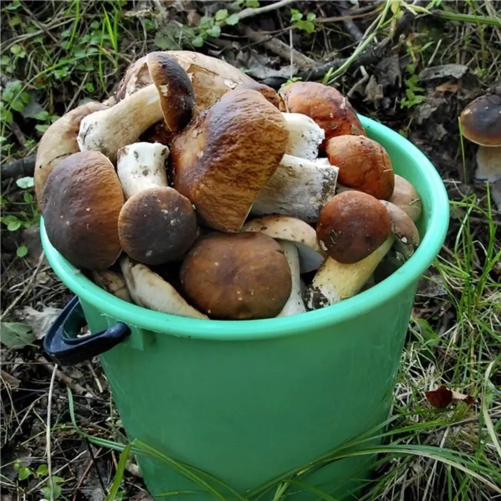 Сбор грибов в Уллу-Тау