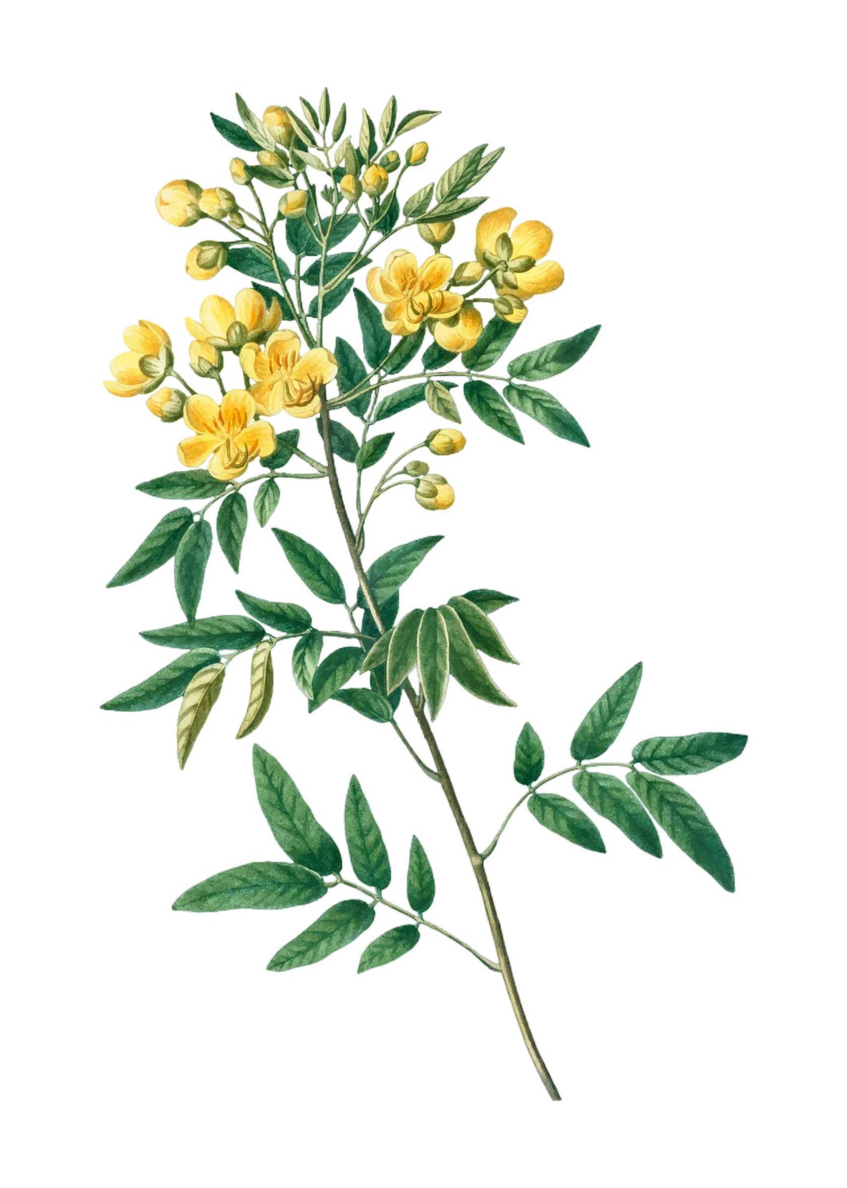 Полезные свойства и функции лекарственных трав