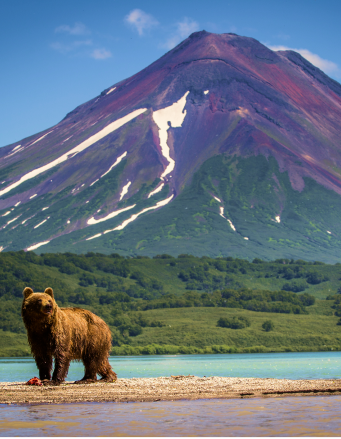 Медведь на фоне горы и реки на Камчетке