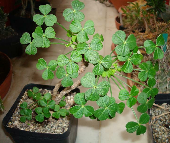 Oxalis palmifrons суккулент