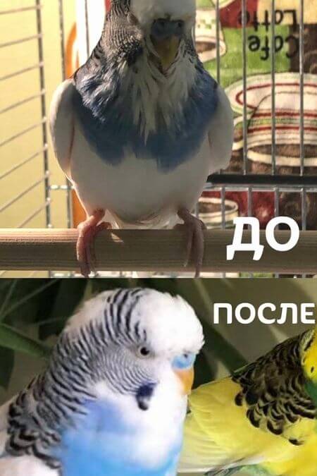 Попугай Гоша до и после коррекции условий содержания - орнитолог онлайн консультация для птиц