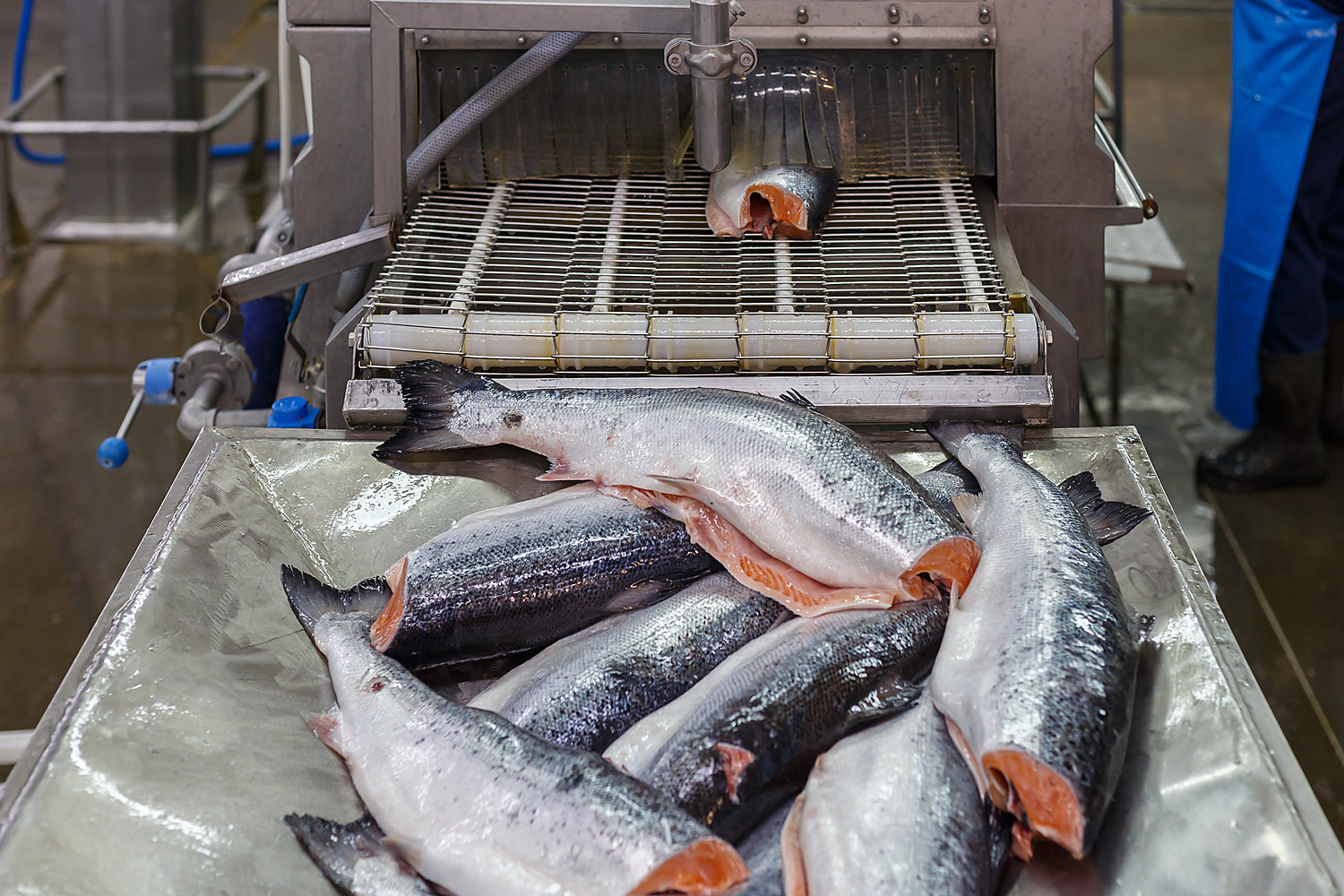 Рыба и морепродукты — аттестация на право экспорта