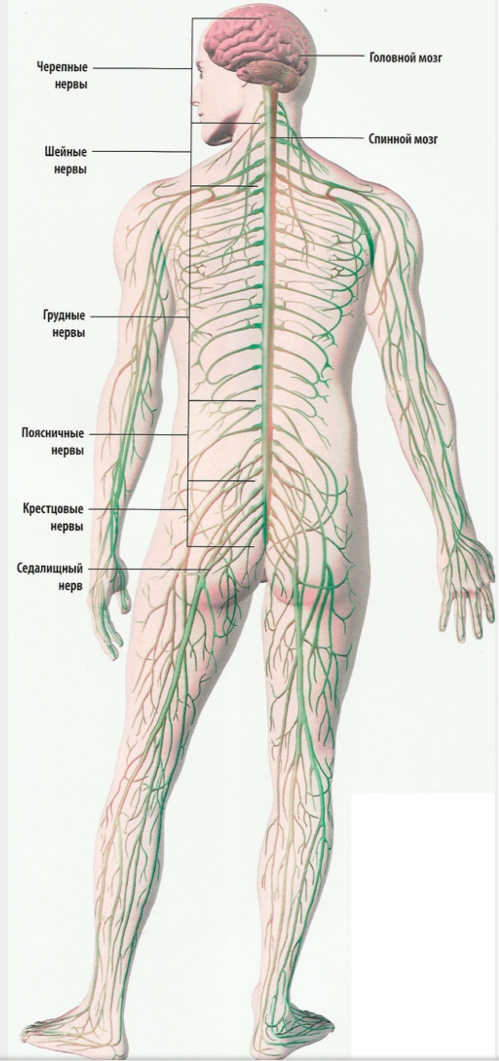 Лимфоузлы на пояснице. Спинномозговые нервы анатомия человека. Строение нервной системы спинной мозг.