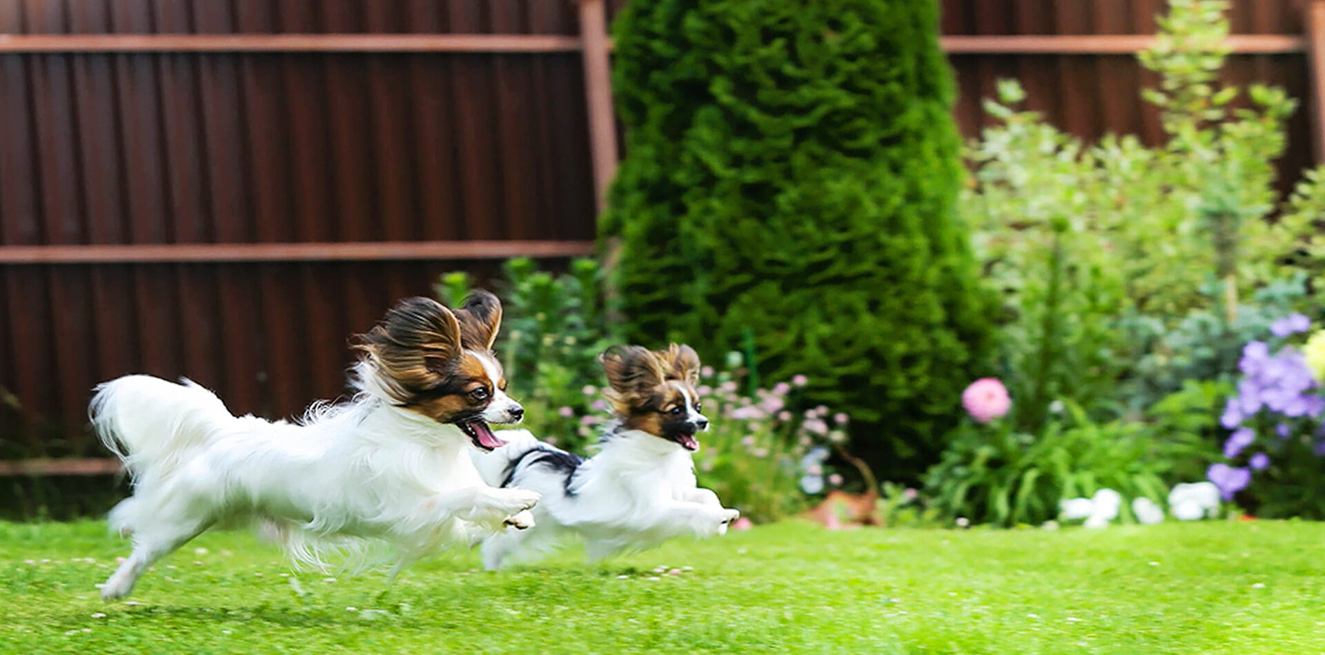 два папийона бегут по лужайке