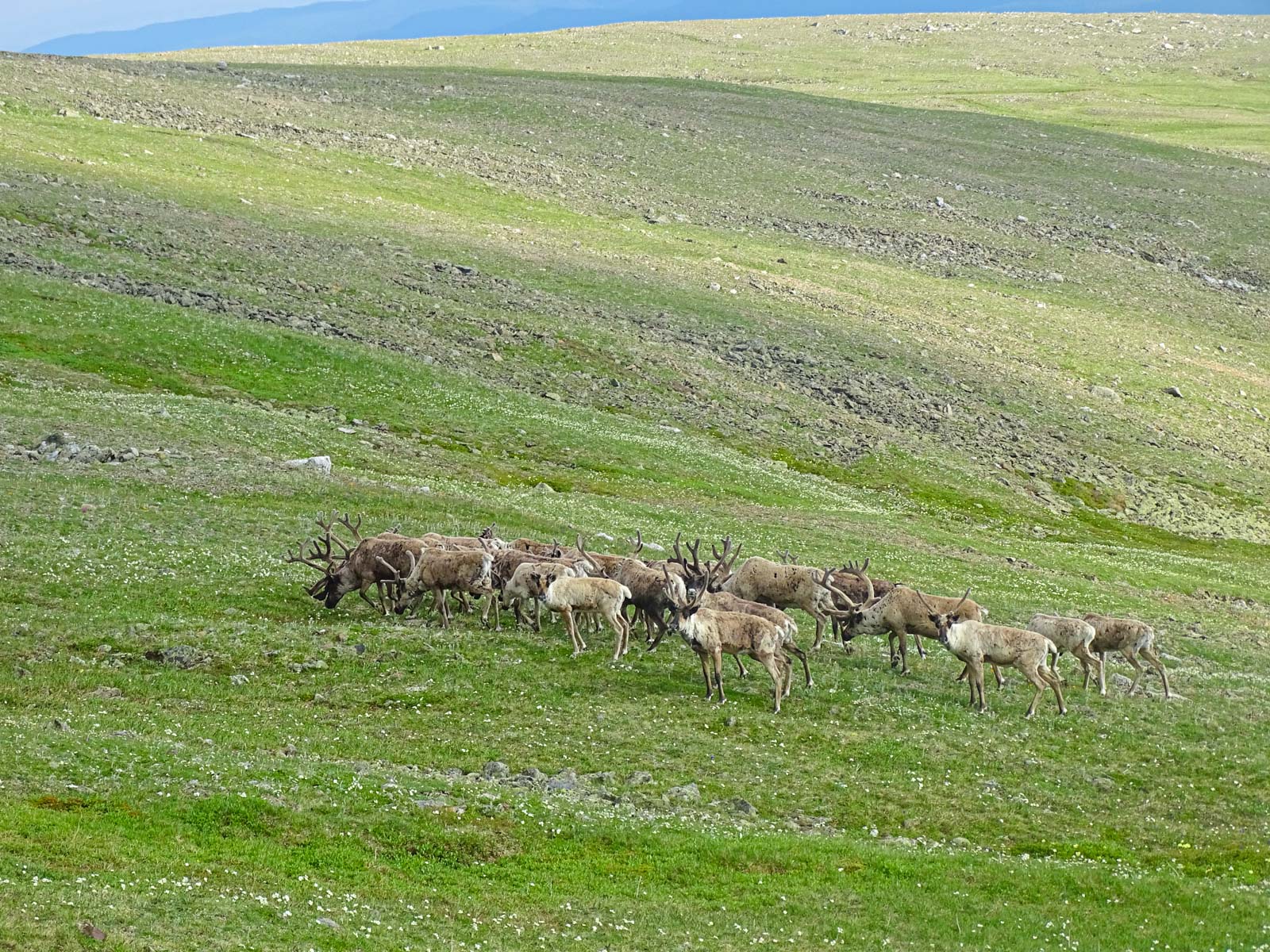 Дикий северный олень в Байкальском заповеднике