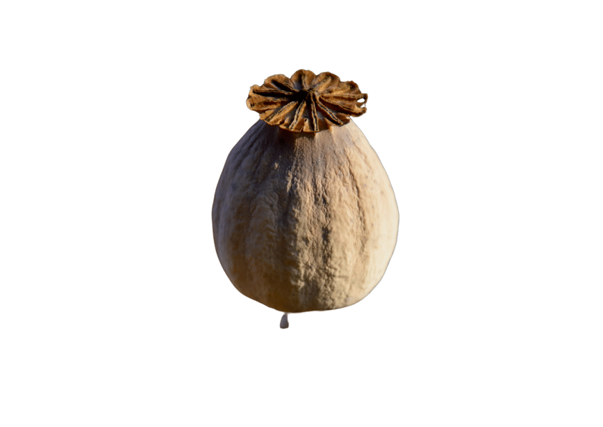 seed pod