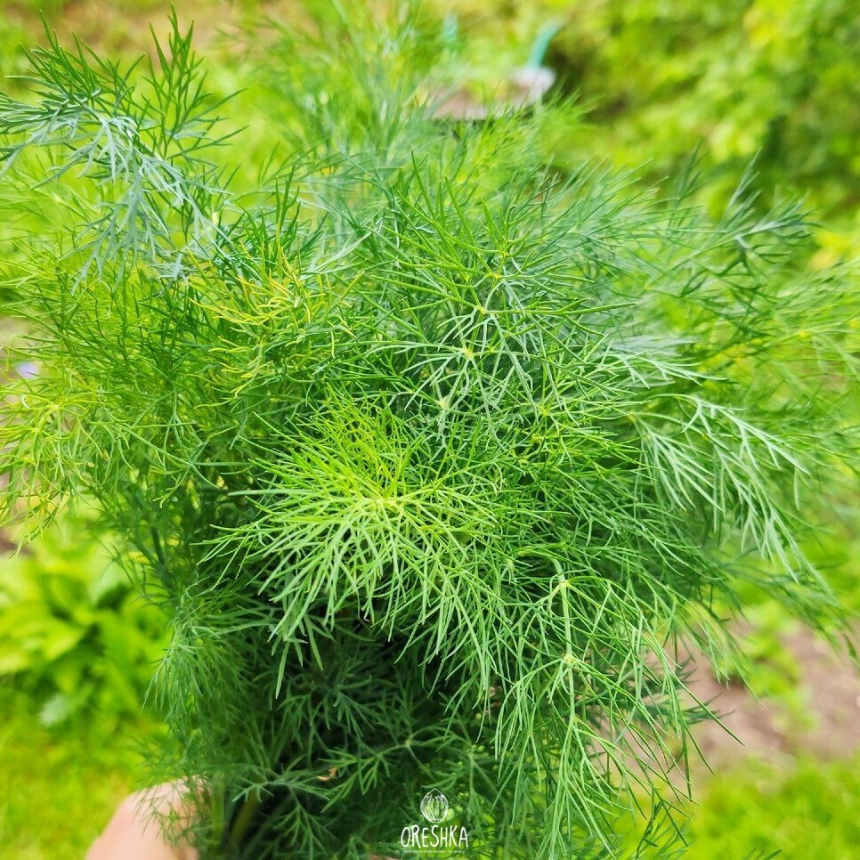 Seeds of Dill Scythian (Anethum graveolens) — 100 pcs