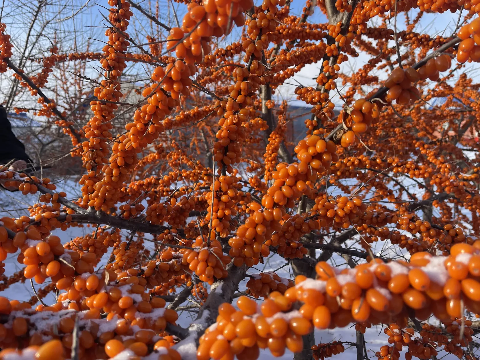 Sea buckthorn berries on branches in snow