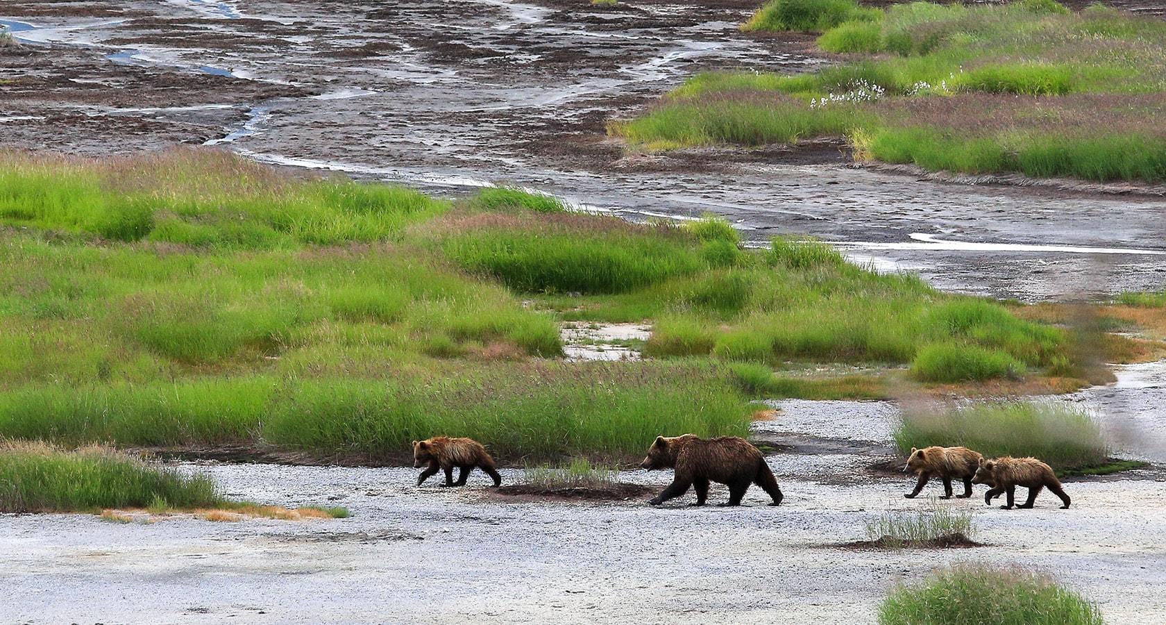 Камчатка река Авача с медведями