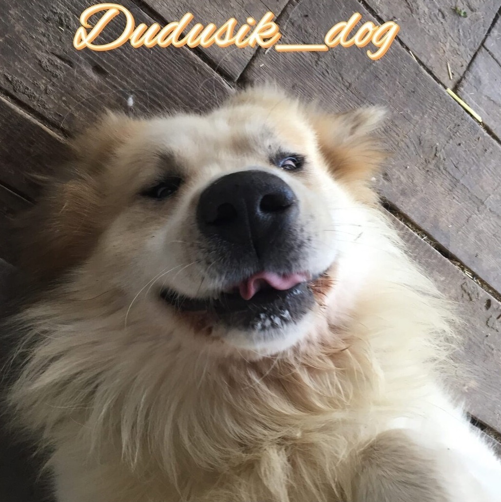 Дудусик дог. Алабай в год. Московская овчарка. Дудусик дог. Алабай в год.