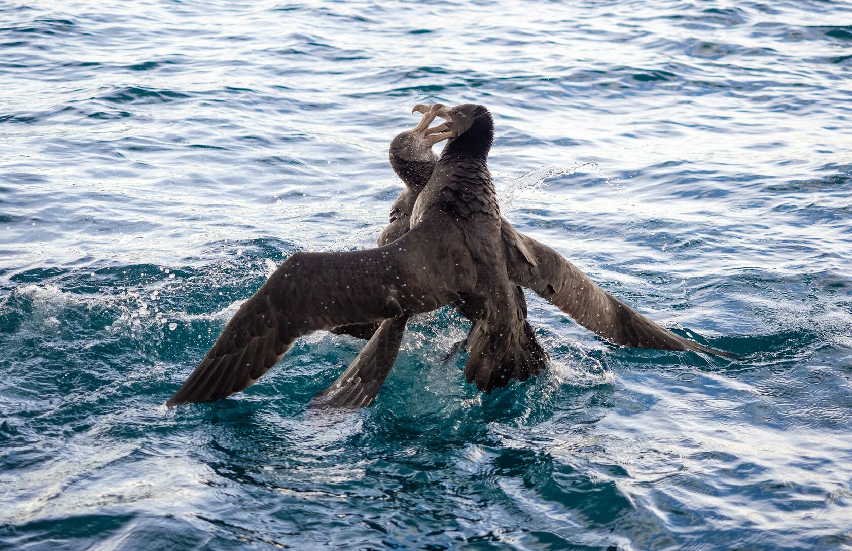 Буревестник над морем во время шторма
