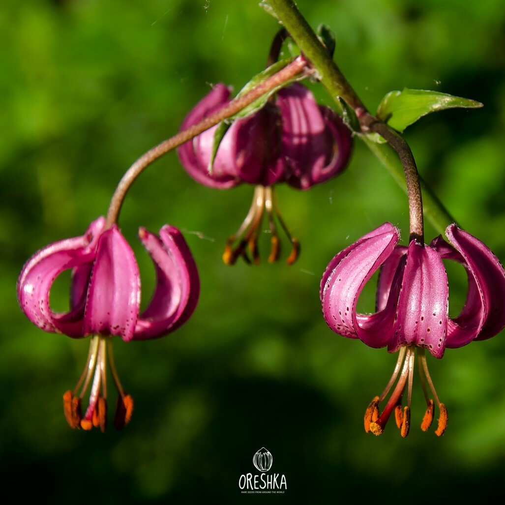 Martagon lily flowers close-up spotted petals