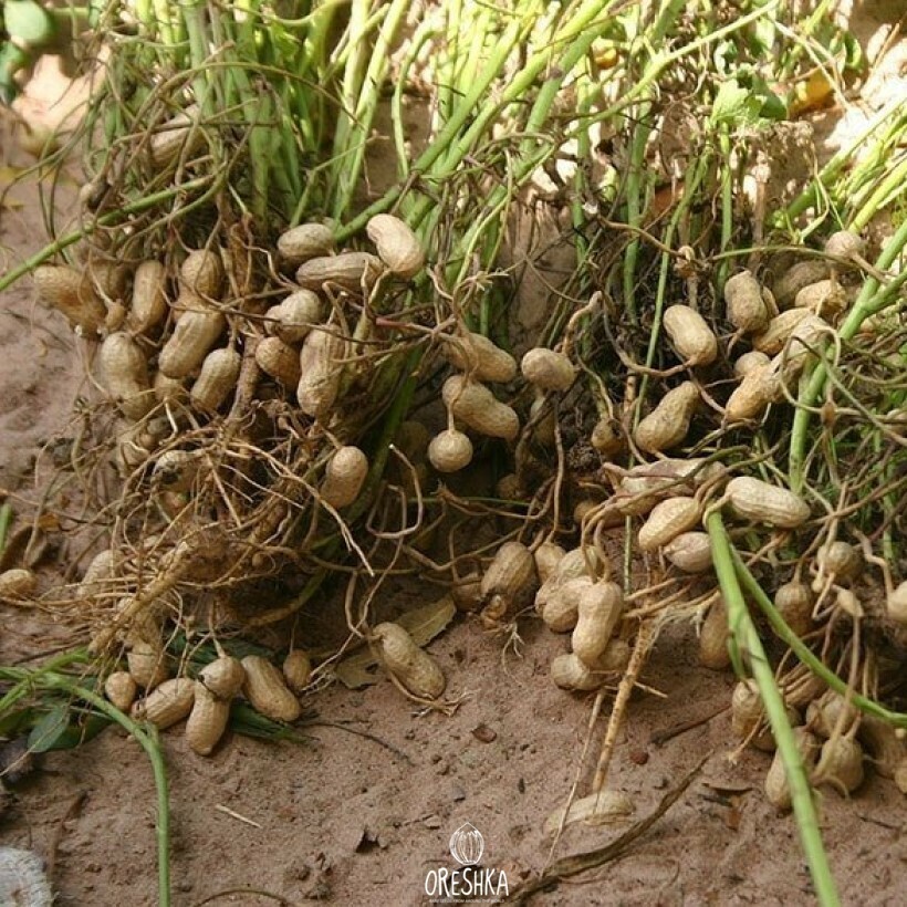 Peanut plant in growth