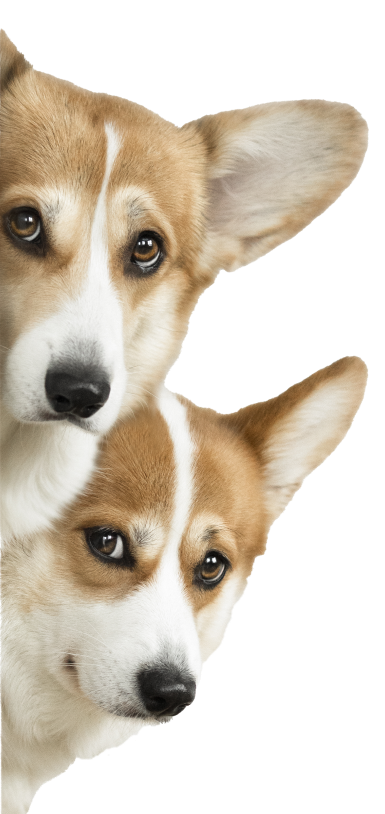 Антистрессовый жилет для собак - Magic vest | Все размеры в наличии