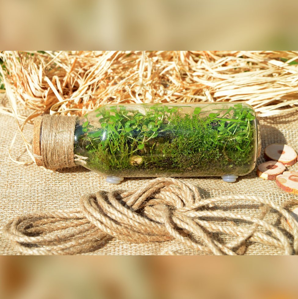 Уксус с травами в бутылке рецепт с фото